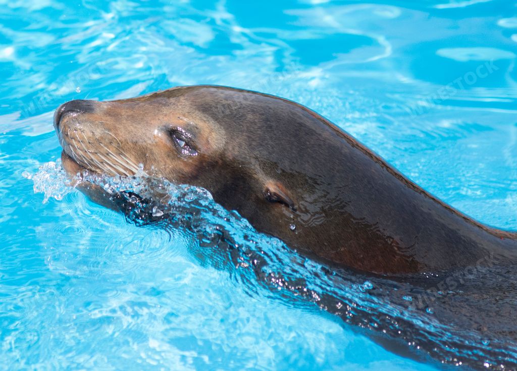 A closeup shot of a cute seal in a water