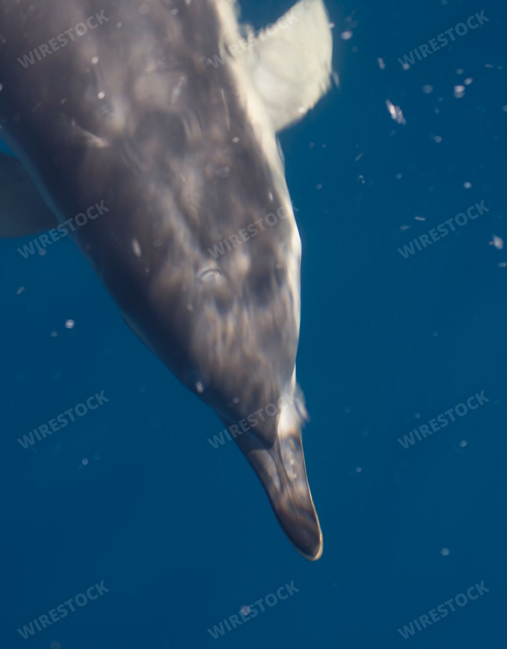 A dolphin swimming fast underwater