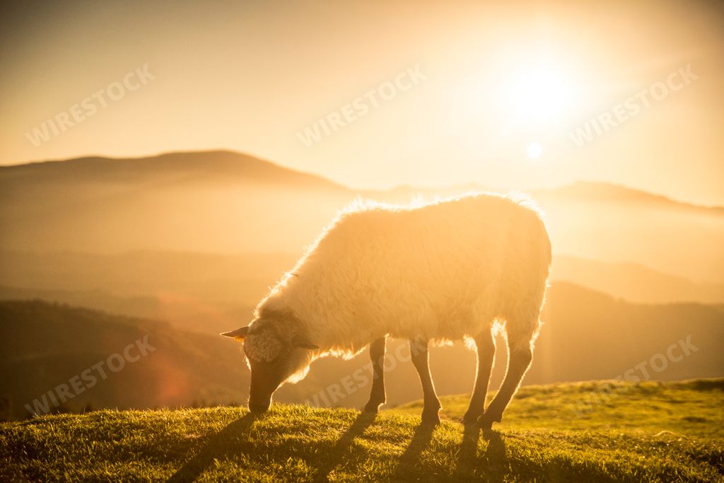 sheep grazing in the basque mountains