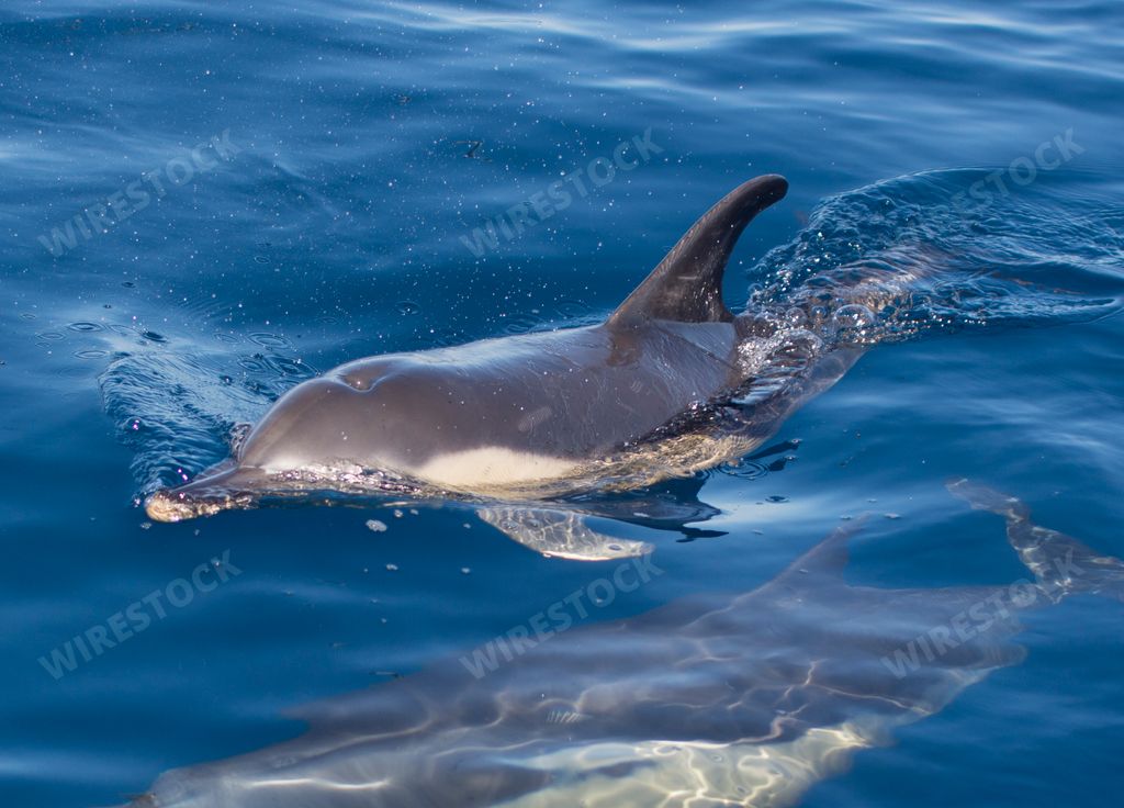 dolphin swimming in the water in the cantabric sea in northern spain