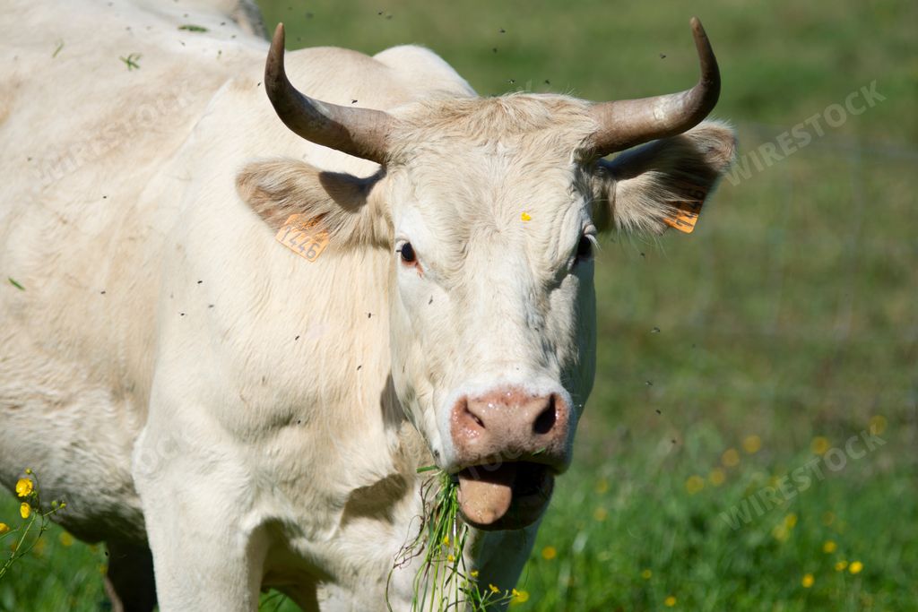 cow eating grass in a sunny meadow