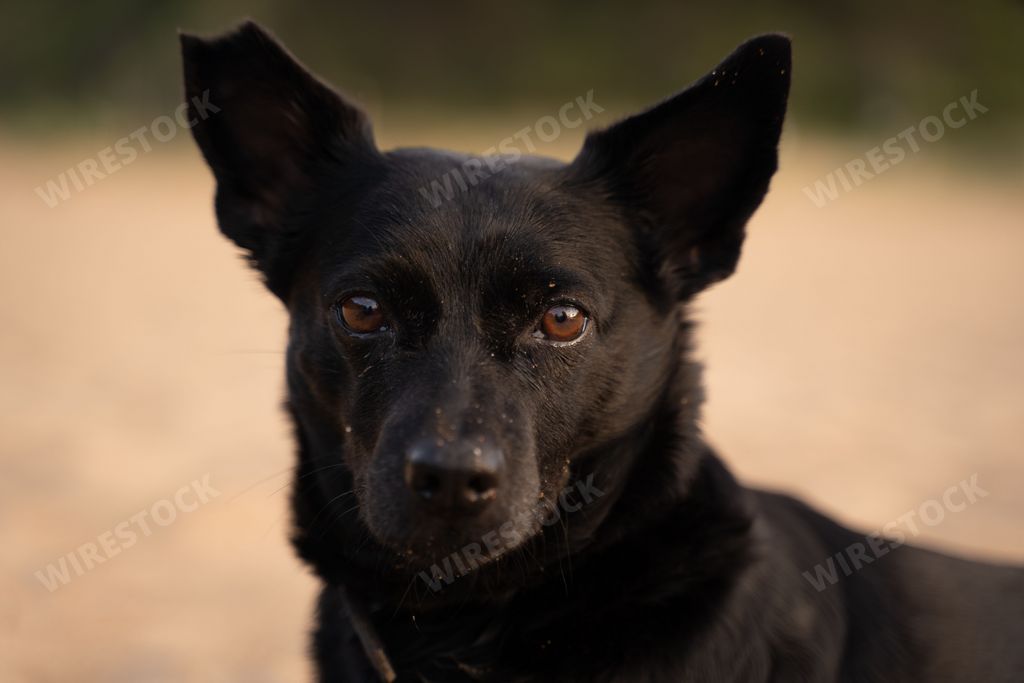 A closeup of an affectionate black Australian Kelpie dog looking at the camera