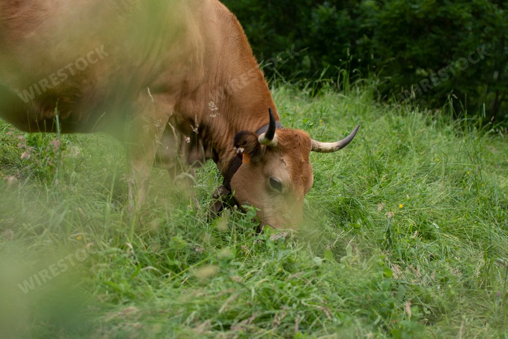 cow eating grass in the countryside in the basque mountains