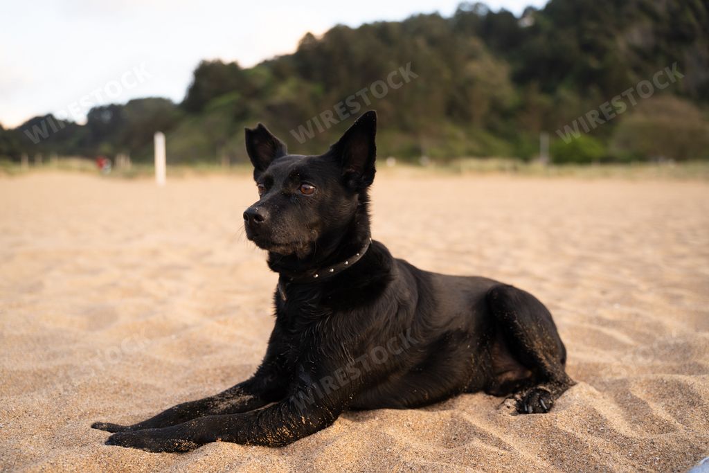 A black, smart Australian Kelpie dog looking aside, sitting on the sand with trees in background