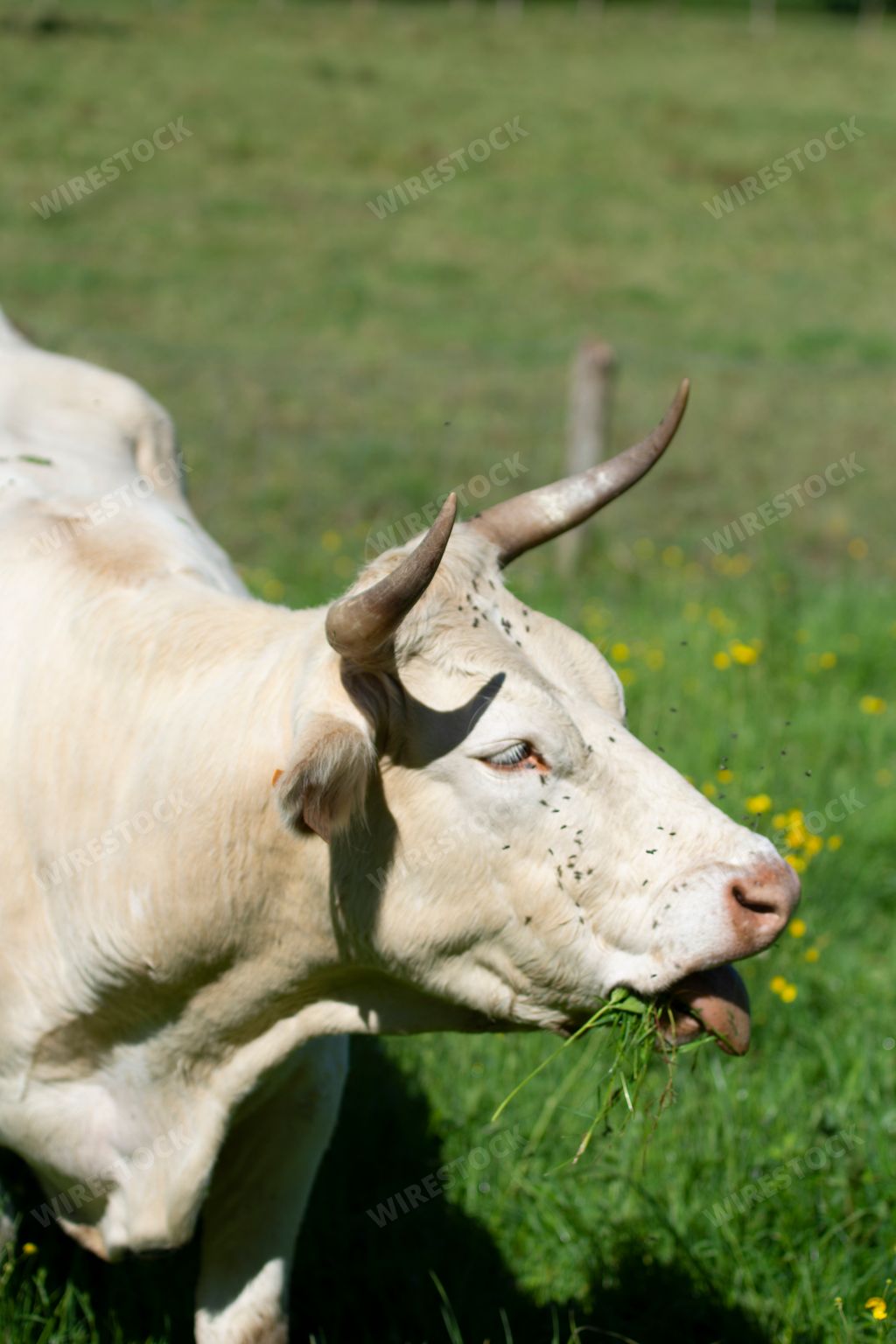 cow eating grass in a sunny meadow