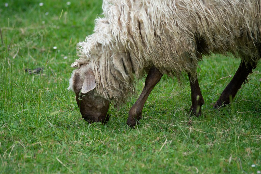sheeps eating grass in a farm in the basque country, spain