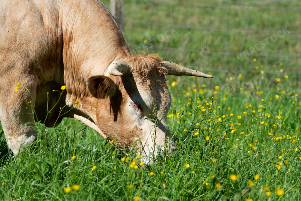cow eating grass in a sunny meadow