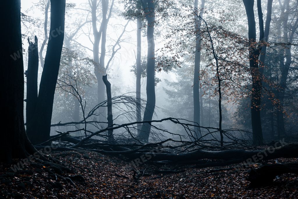 A shot of long tall trees in the forest in foggy weather.