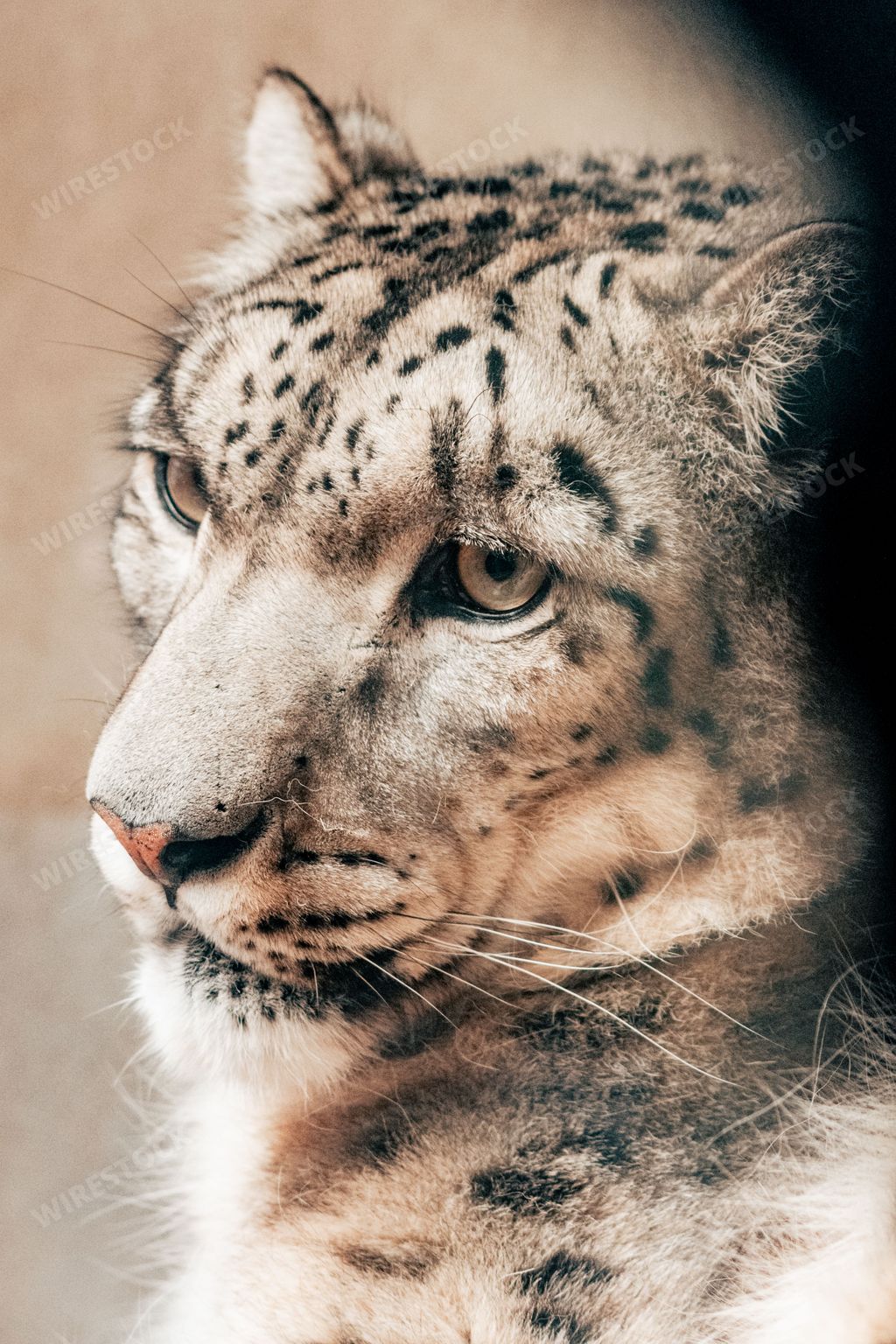 A vertical closeup of a beautiful Snow leopard