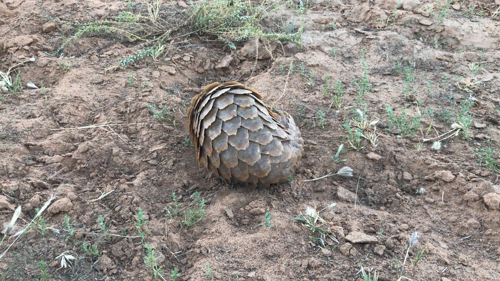 A rare Pangolin in its natural habitat