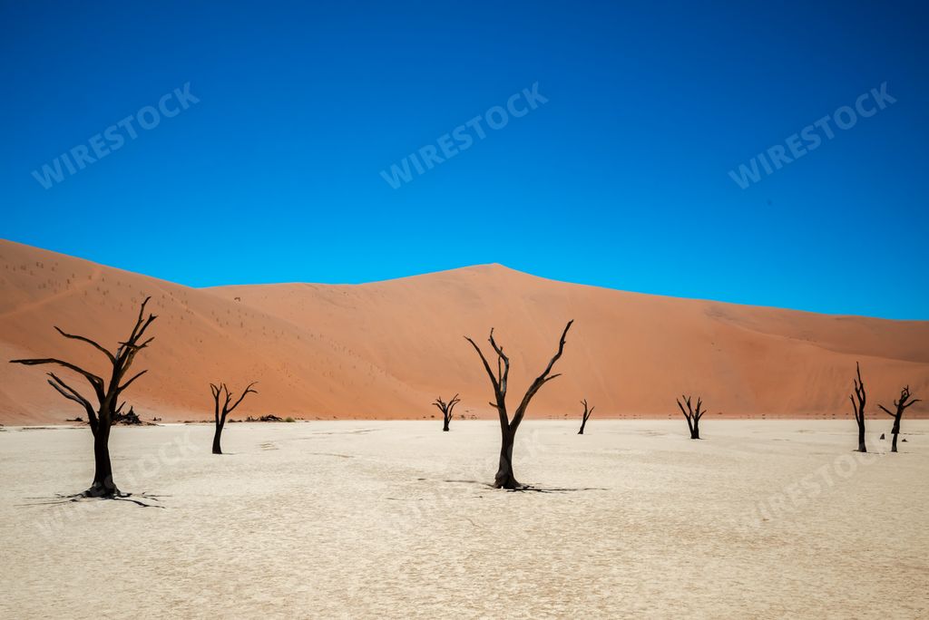 Dead trees in desert under blue sky