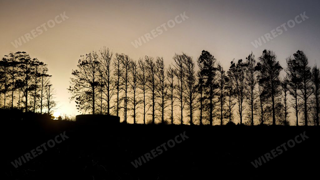 A scenic view of the silhouette of a sunrise through pine trees on a ridge