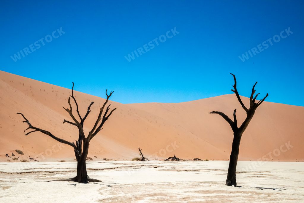 A scenic view of fossilized trees amongst sand dunes at Deadvlei, Namibia