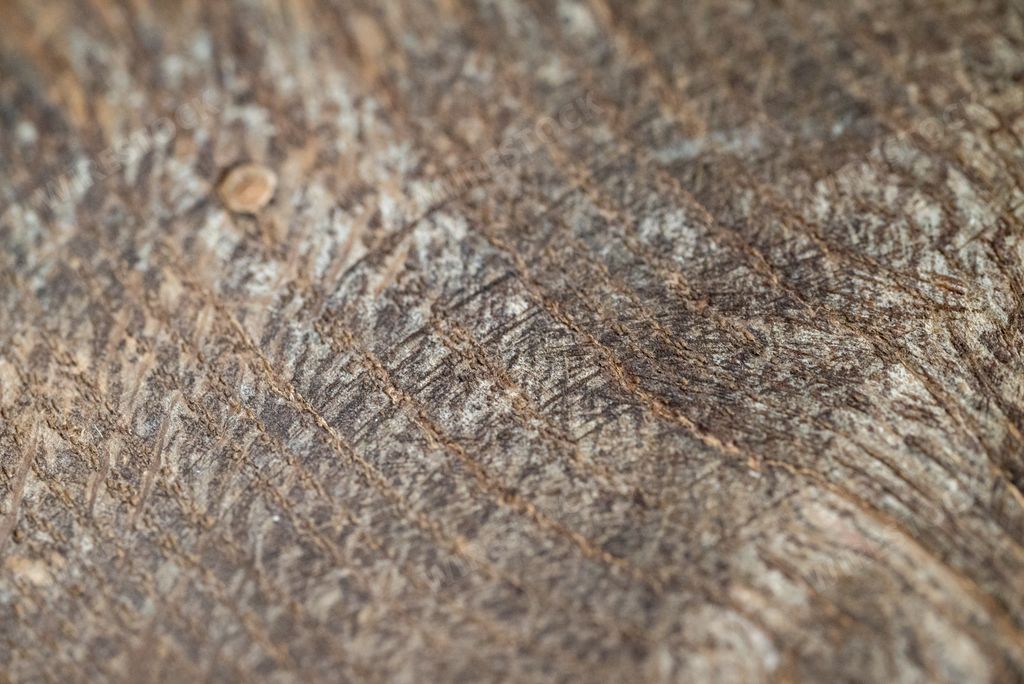 A Closeup of a piece of fossilized wood.