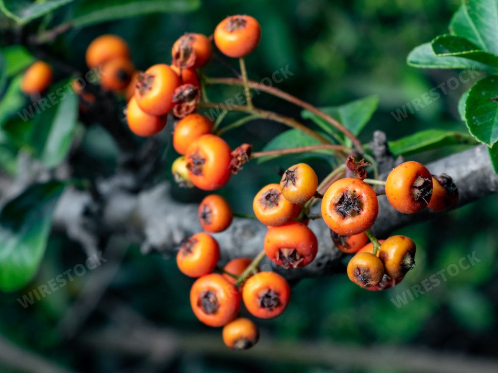 A closeup shot of vibrant firethorn berries on a branch