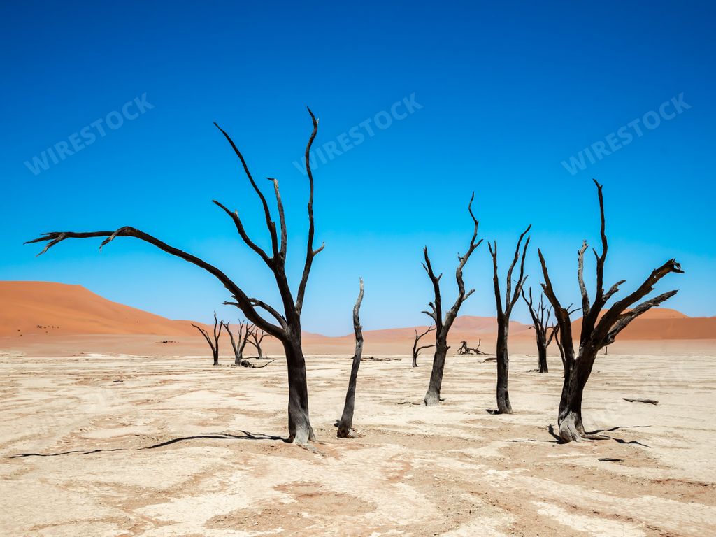 Sparse desert landscape with numerous bare trees scattered apart from each other due to lack of water