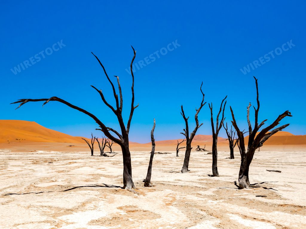 Several dead trees in Sossusvlei, Namibia, with sandy dunes stretching out in the background
