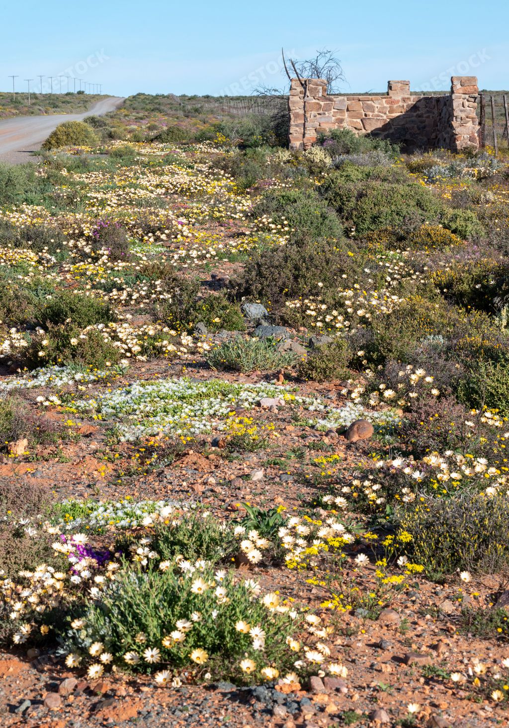 A scenic grassy landscape with vibrant yellow and purple wildflowers dotting the rolling terrain