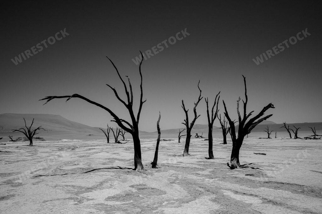 A scenic view of fossilized trees amongst sand dunes at Deadvlei, Namibia in grayscale