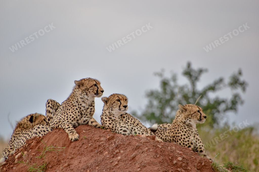 A group of cheetahs resting on a large rock and looking around.