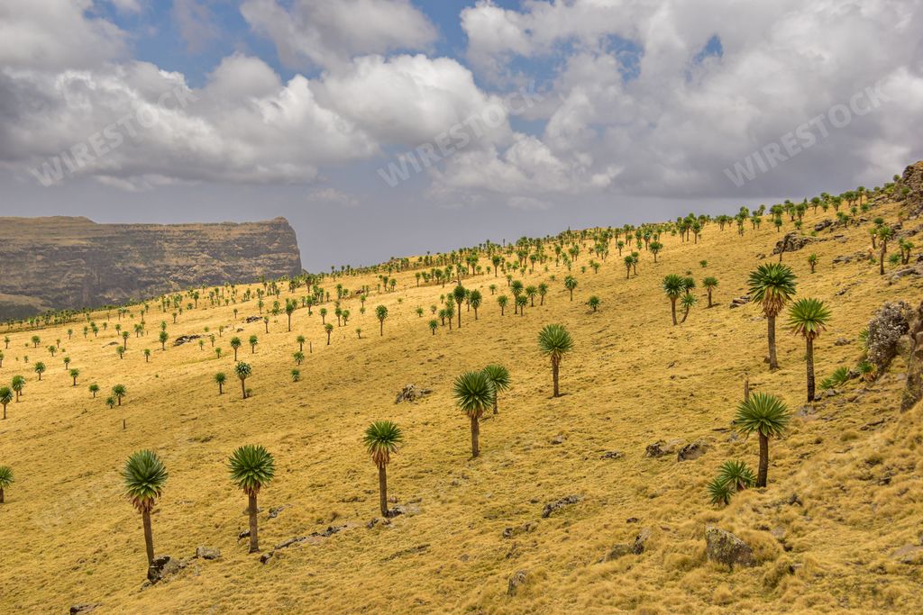 A yellow field with palms against the background of the cloudy sky. Semien Mountains, Ethiopia.