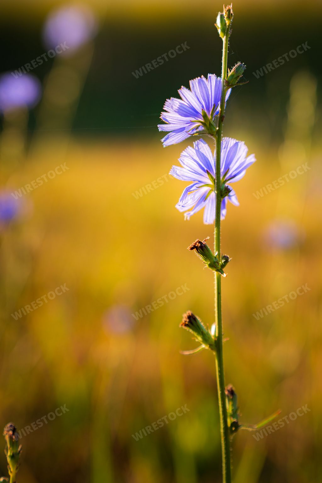 A vertical closeup of common chicory, Cichorium intybus. Reno, Nevada.