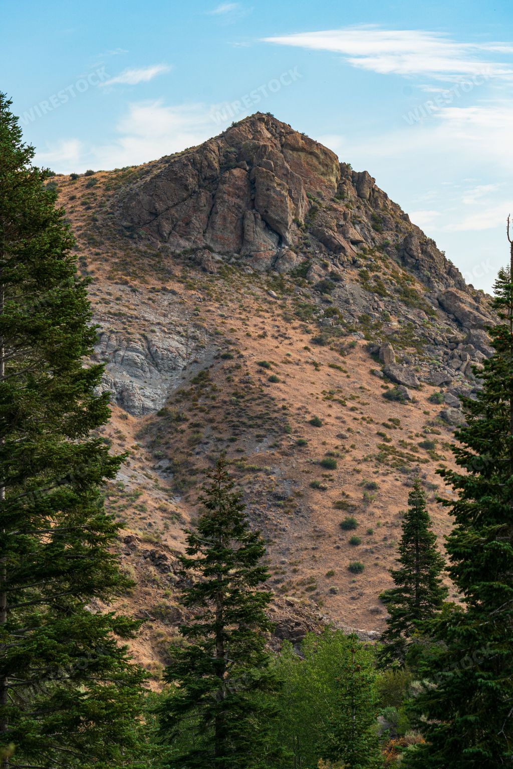 A vertical shot of trees with a rocky peak in the background. Hunter Creek Trail, Reno, Nevada, USA.