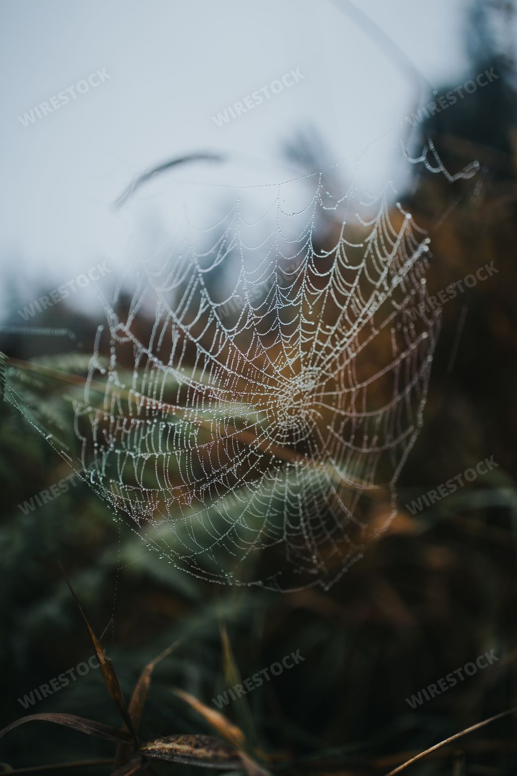 A closeup of a beautiful spider web with blurred nature in the background