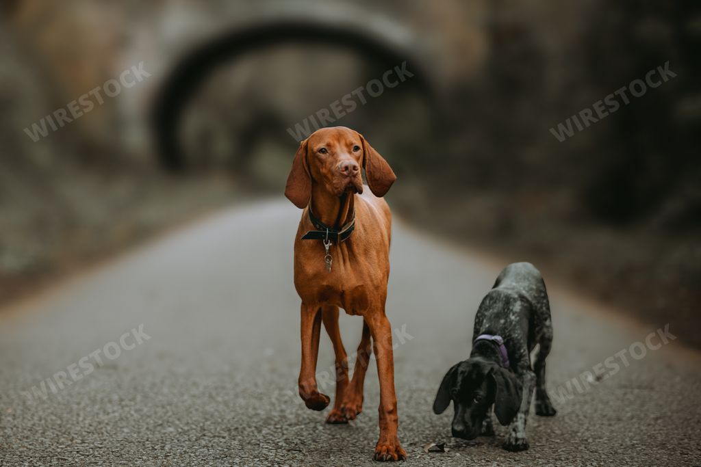 The adorable gray and brown Vizsla dogs on the road