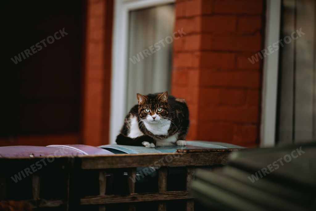 A brown and white tabby cat on a ledge in front of a brick house