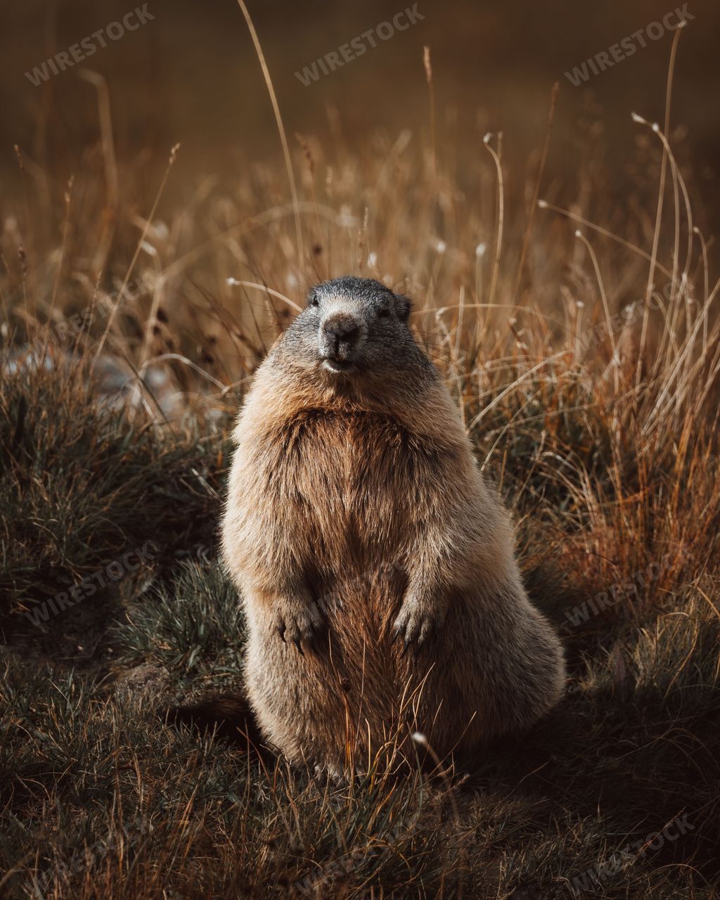 A vertical closeup shot of a fluffy brown marmot on a rural field in Austria