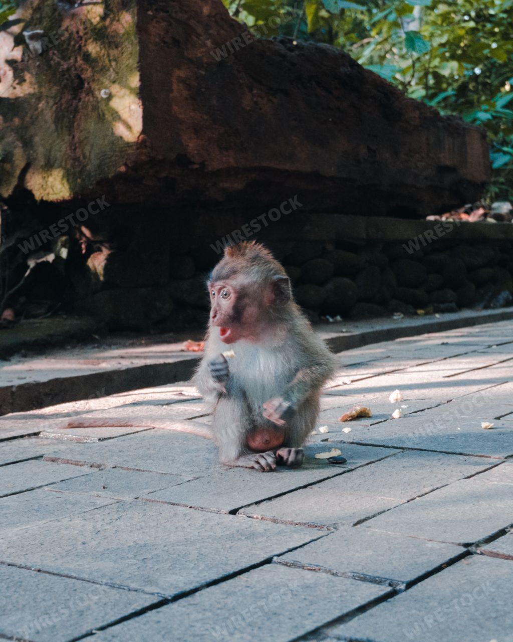 A vertical shot of a monkey sitting on the ground with a surprised face
