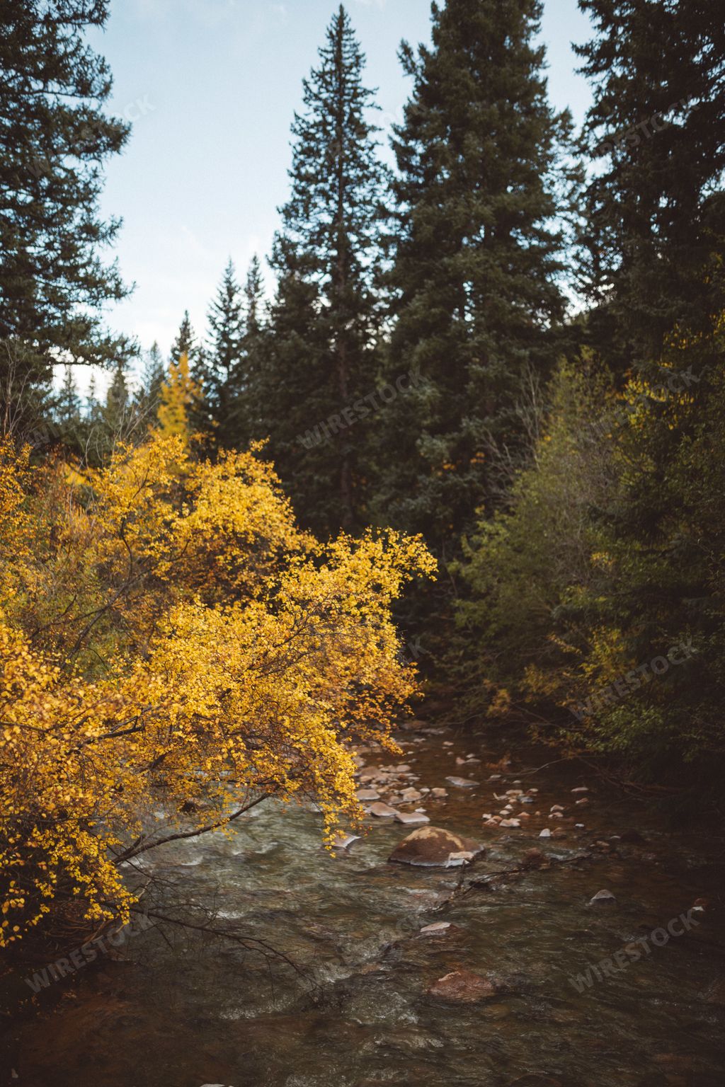 A vertical image of a river lined with trees in a forest