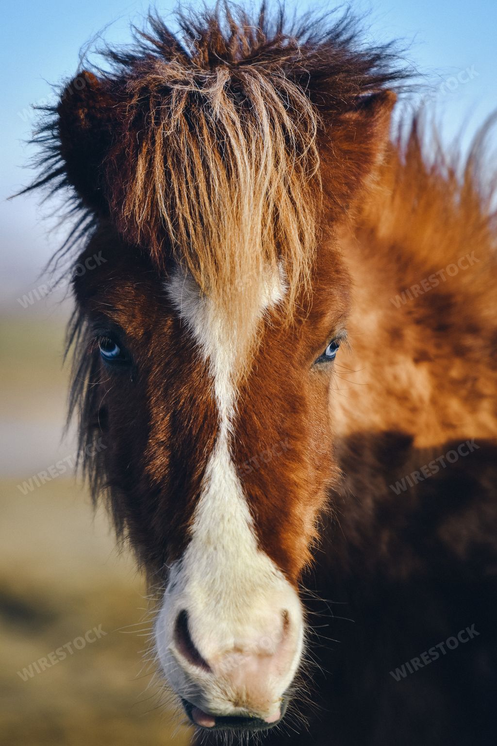 A vertical closeup shot of a brown horse staring at the camera