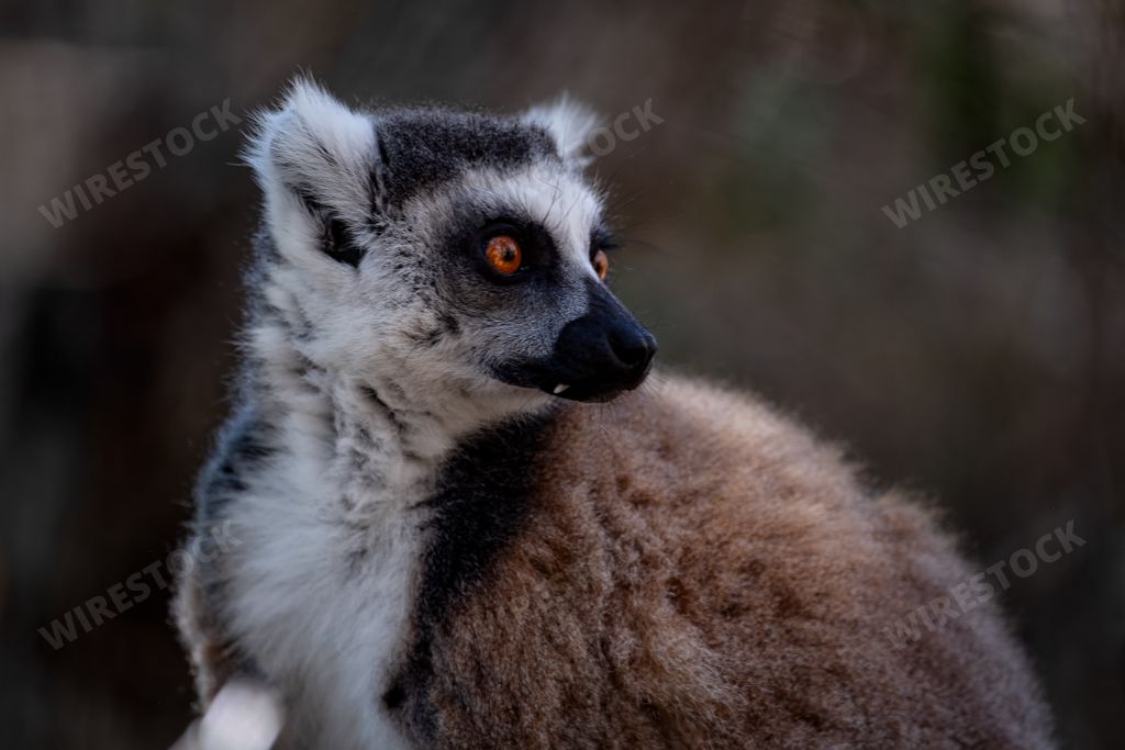 A ringtailed lemur with a surprised face on a blurred background
