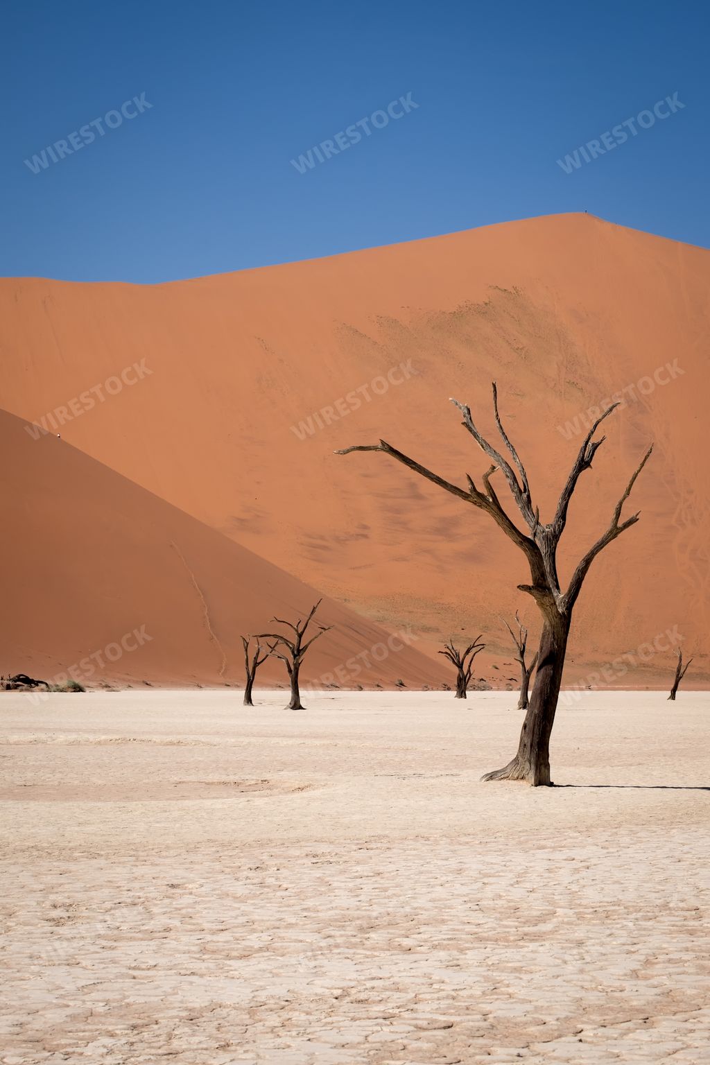 A vertical shot of leafless trees in a desert with tall sand dunes in the background