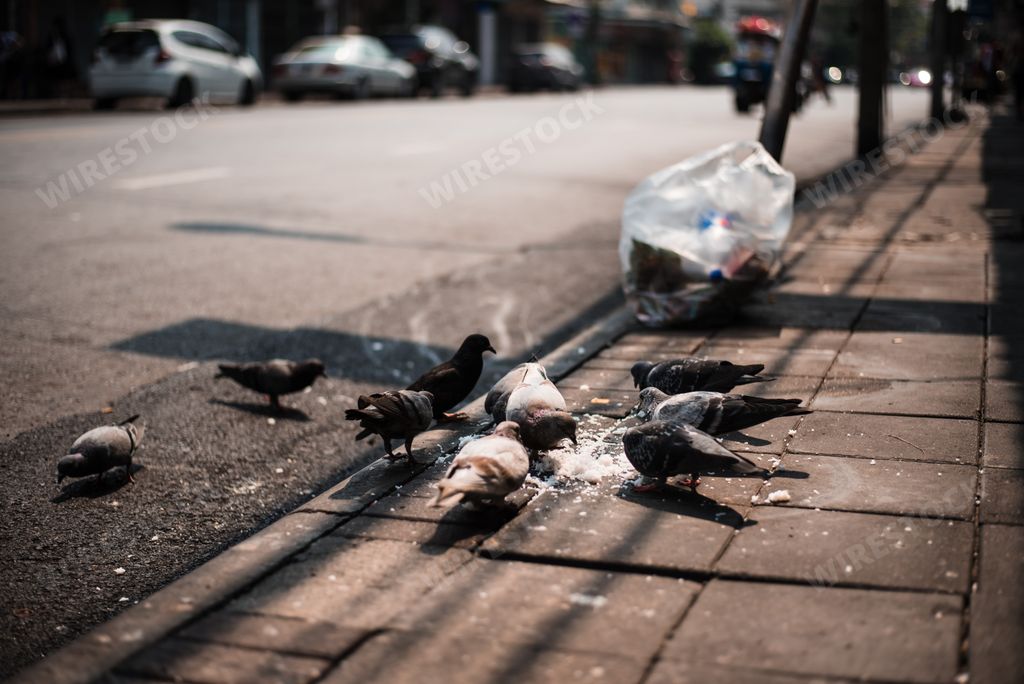 A beautiful shot of a bunch of pigeons eating bread crumbs off the ground