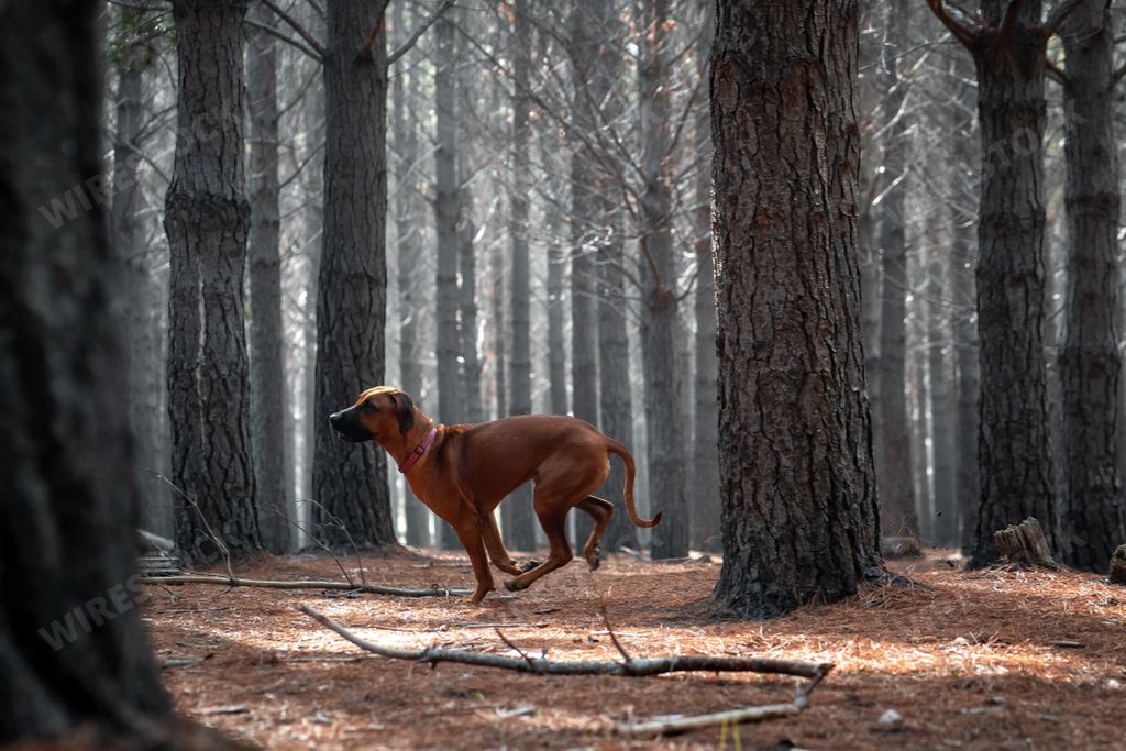 A brown Rhodesian Ridgeback strolling in a dense forest with towering trees.