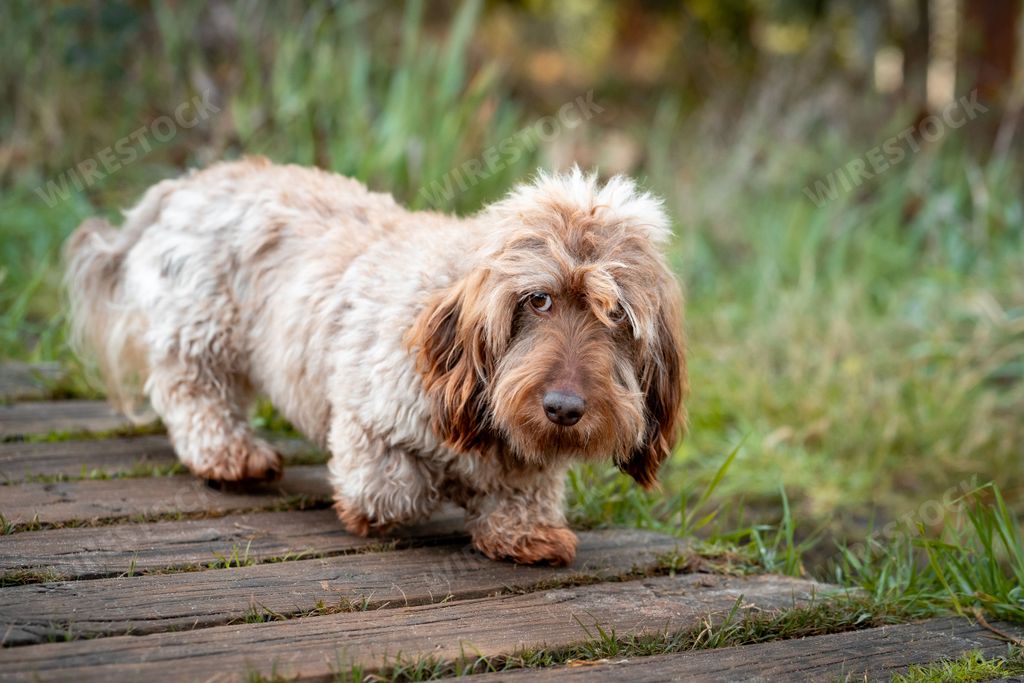 A cute long haired Dachshund standing on a wooden path in a grassy area outdoors
