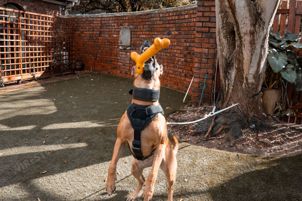 A Belgian Malinois dog jumping to catch a toy bone in a backyard with a brick wall and tree behind it