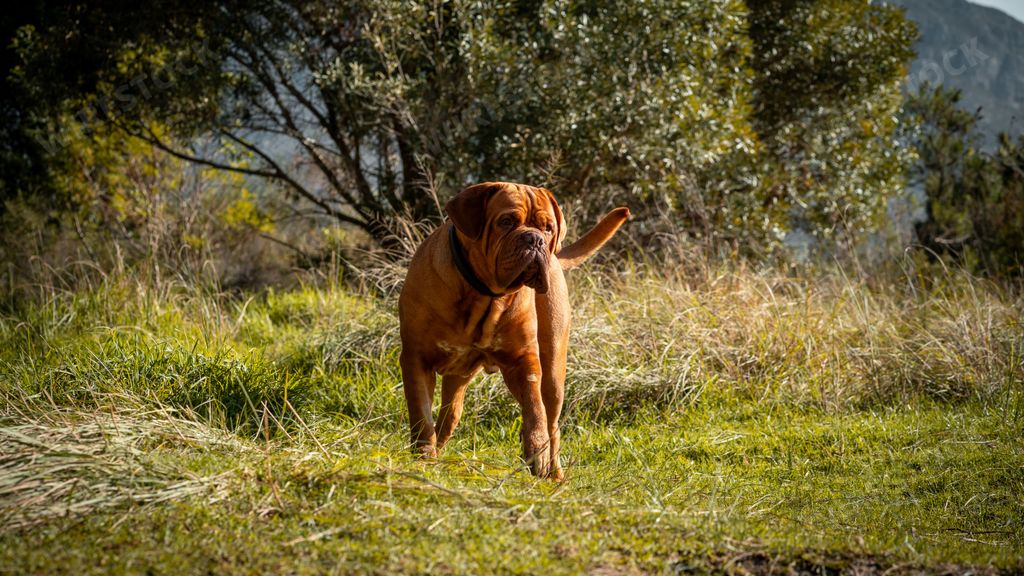 A Mastiff dog standing in a grassy field with trees and mountains in the background on a sunny day
