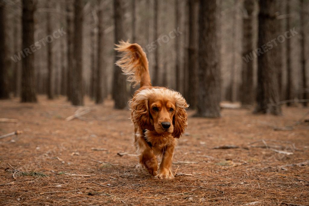 A spaniel walking through a forest covered with pine needles on the ground