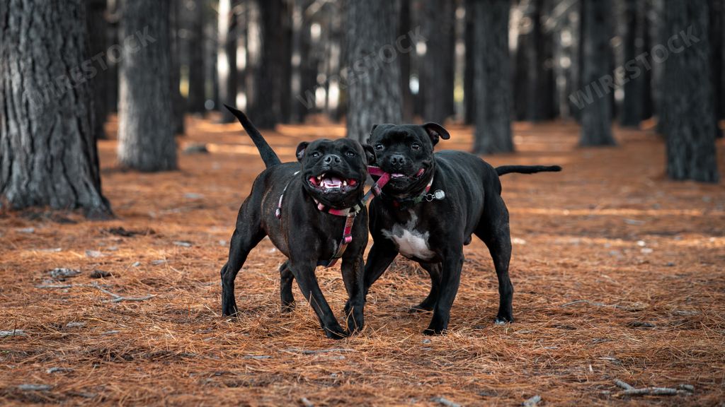 The two playful Staffordshire Bull Terrier dogs frolic in the forest, enjoying each other's company