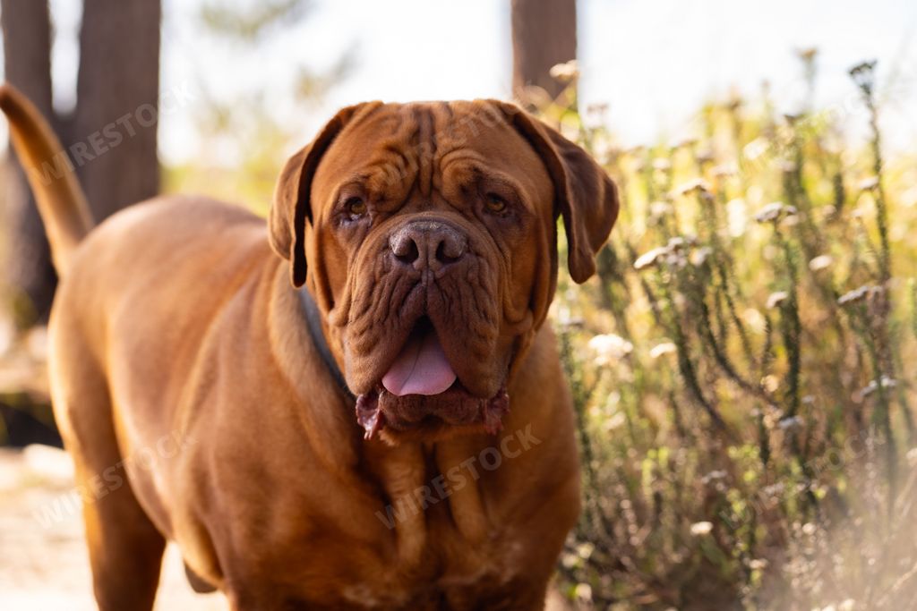 A closeup of large brown Mastiff dog standing outdoors with a blurred natural background