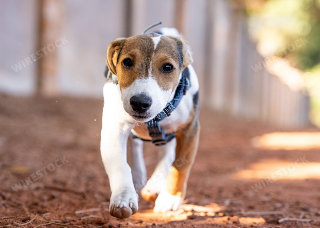 A closeup shot of a Jack Russell Terrier running on dirt ground