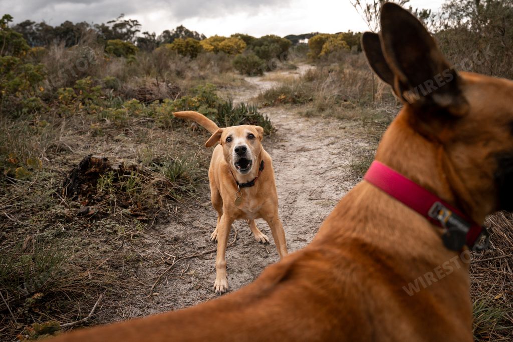 The two dogs playing on a dirt path in a natural park with one dog barking and the other partially visible