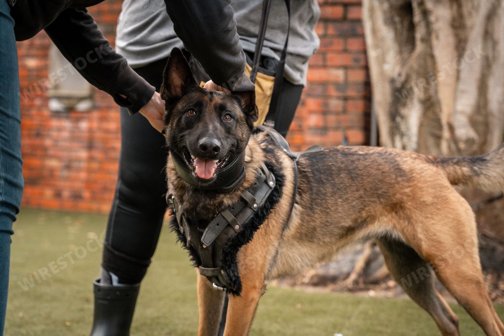 A Belgian Malinois dog in a harness being held by two people outdoors near a brick wall