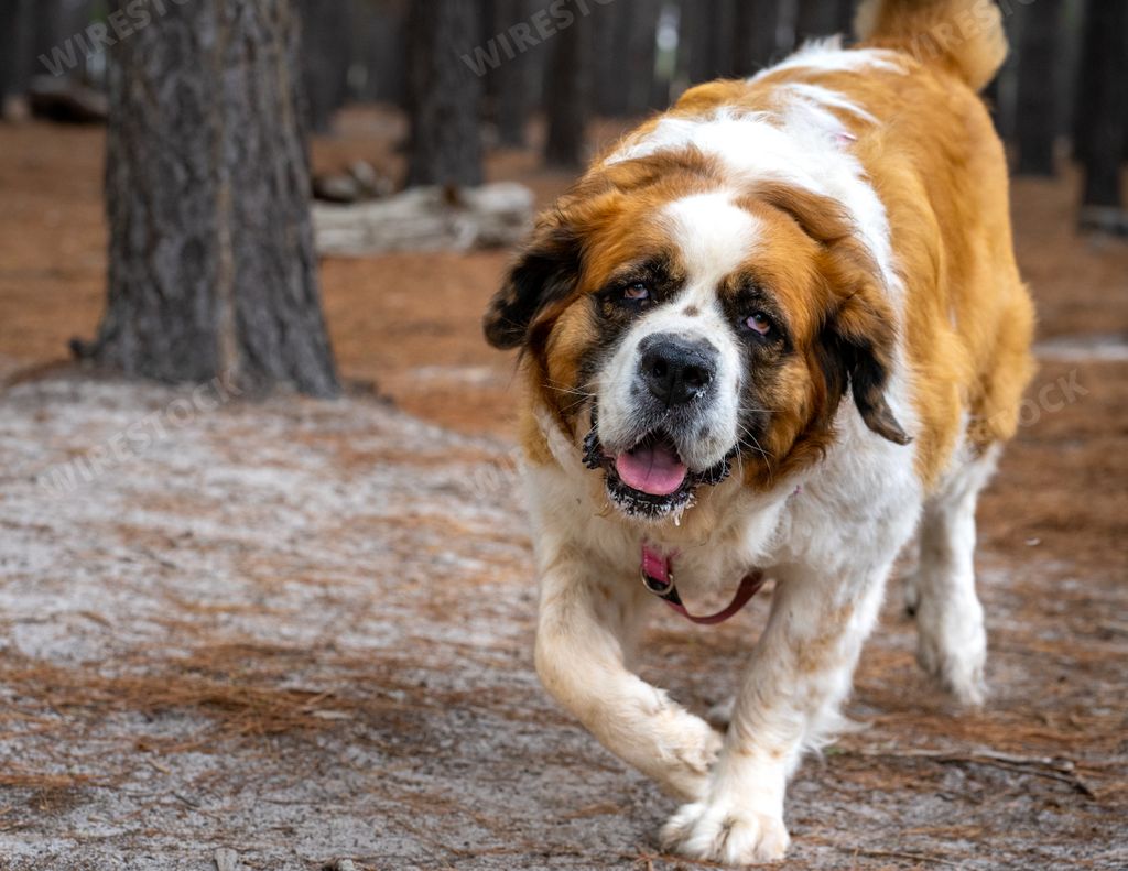 A big saint bernard dog strolling in a dusty yard.