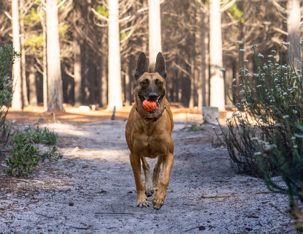 A dog carrying an apple in its mouth while walking