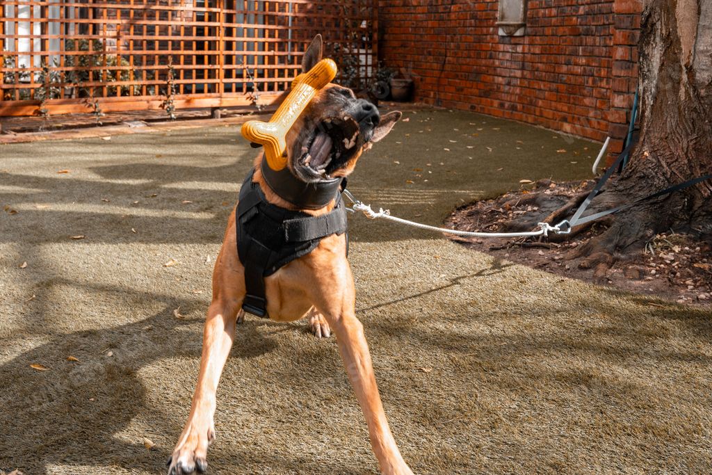 A Belgian Malinois dog playing with a toy bone while being tied in a backyard with a brick wall